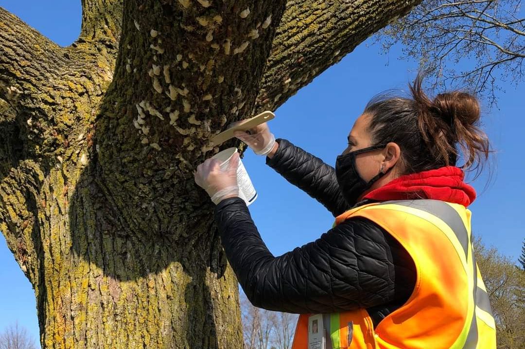 Among the ways to manage them include scraping moth egg masses off tree trunks and branches and picking the caterpillars off by hand.
