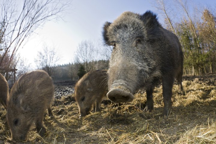 Alberta launches program to control wild boar population: ‘Taking action to get rid of this menace’