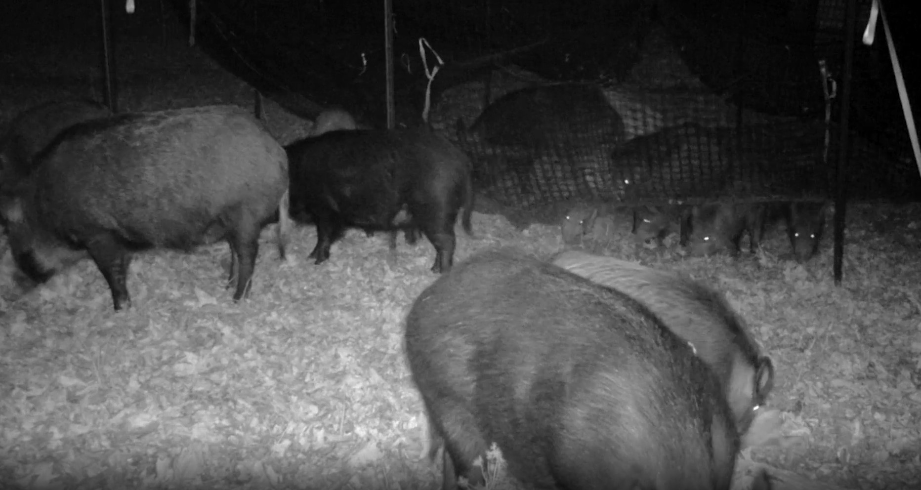 Surveillance video of feral swine around a trap set by researchers to capture them.