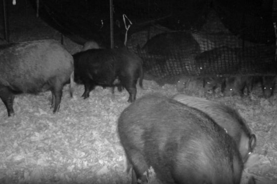 Surveillance video of feral swine around a trap set by researchers to capture them.