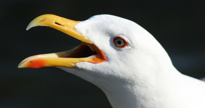 New Brunswick detects avian flu case in great black-backed gull