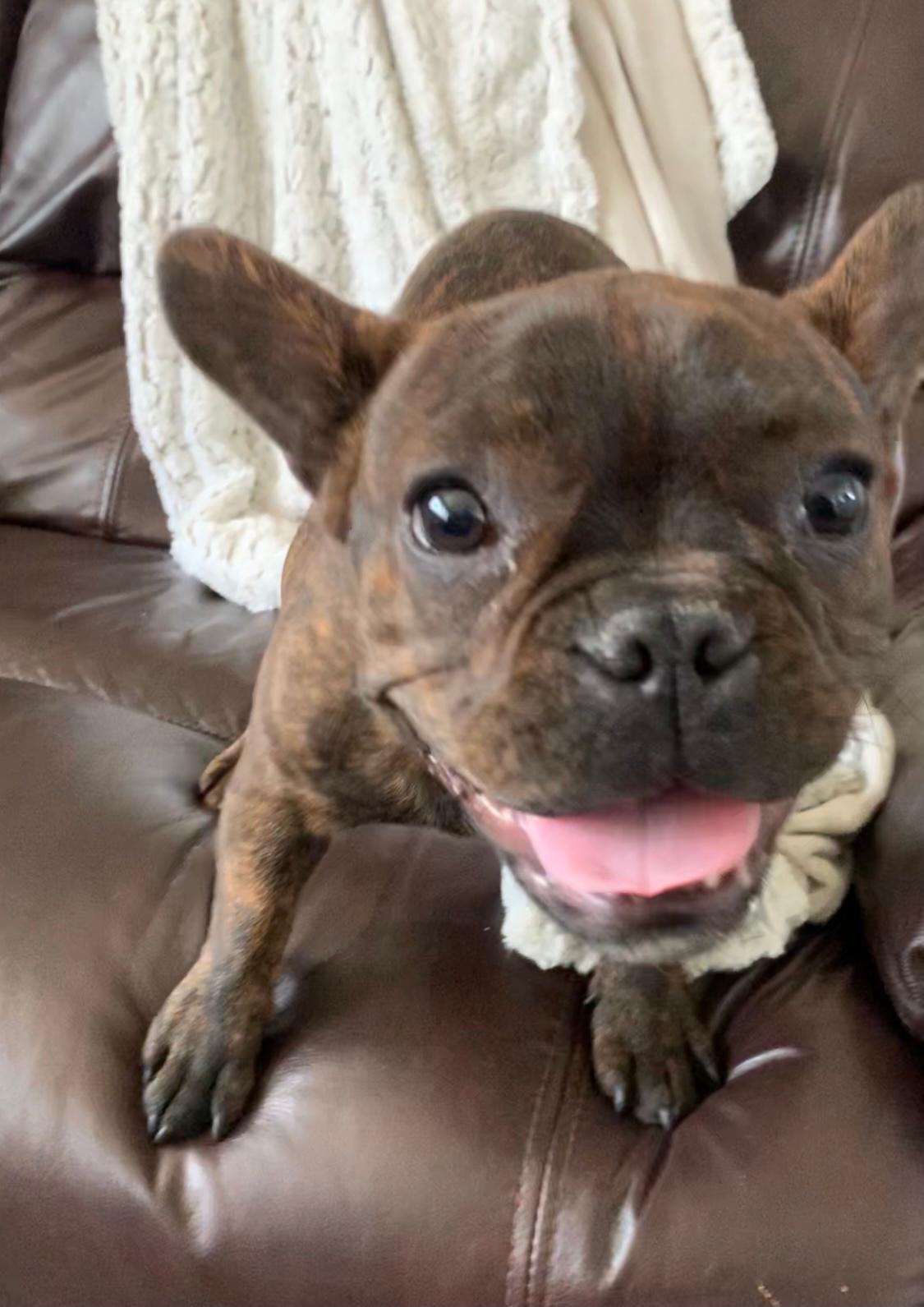 Chiko, an 18-month-old French Bulldog, went missing on March 17.