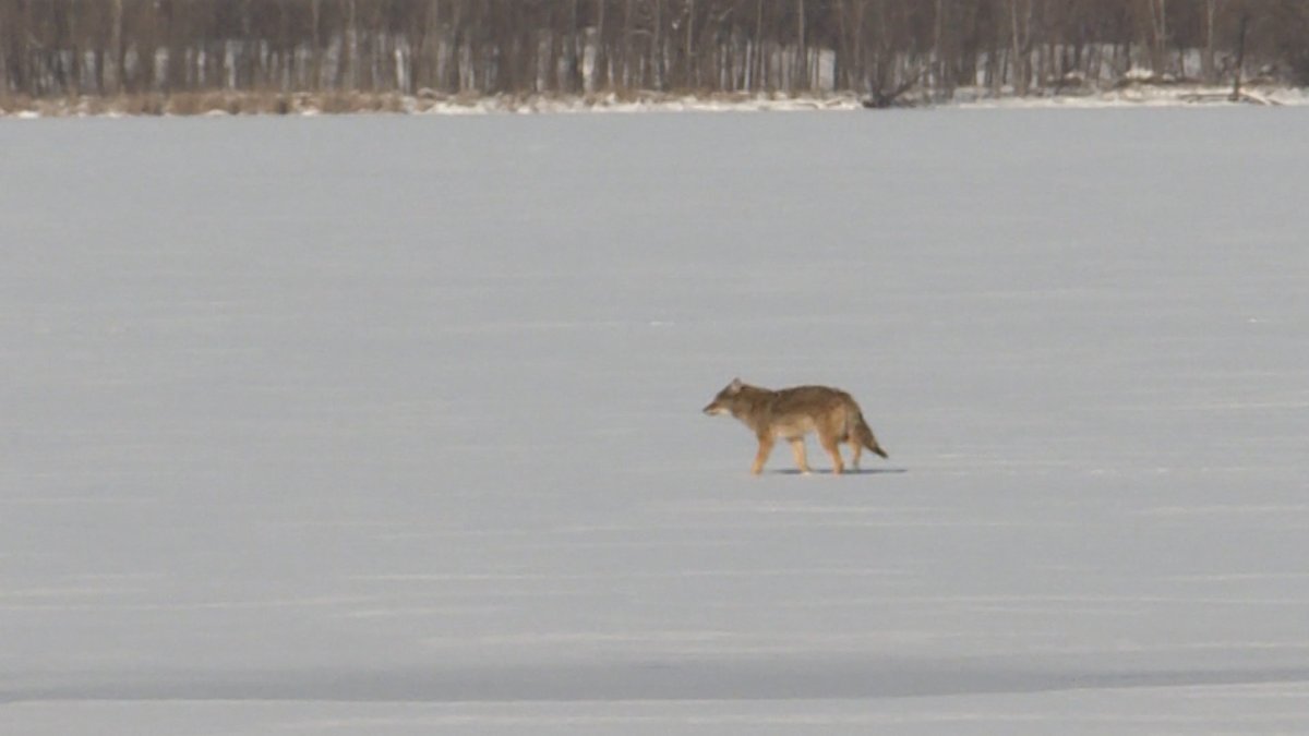A coyote off in the distance walking through snow.