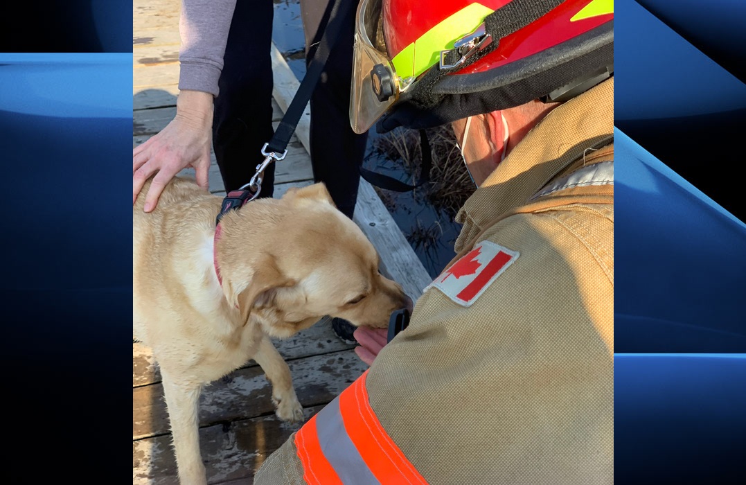london fire dog rescue sifton bog