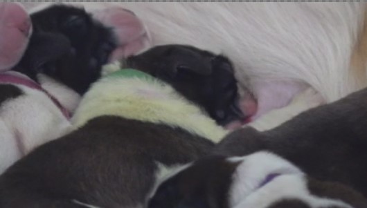 Lucky, a St. Bernard born in Armstrong, B.C., four days ago.