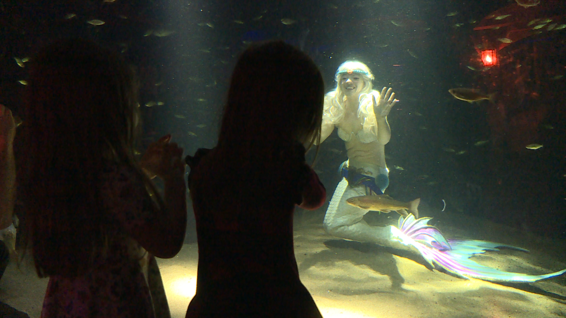 Mermaids providing a 'mer-mazing' experience at Brockville's Aquatarium -  Kingston 