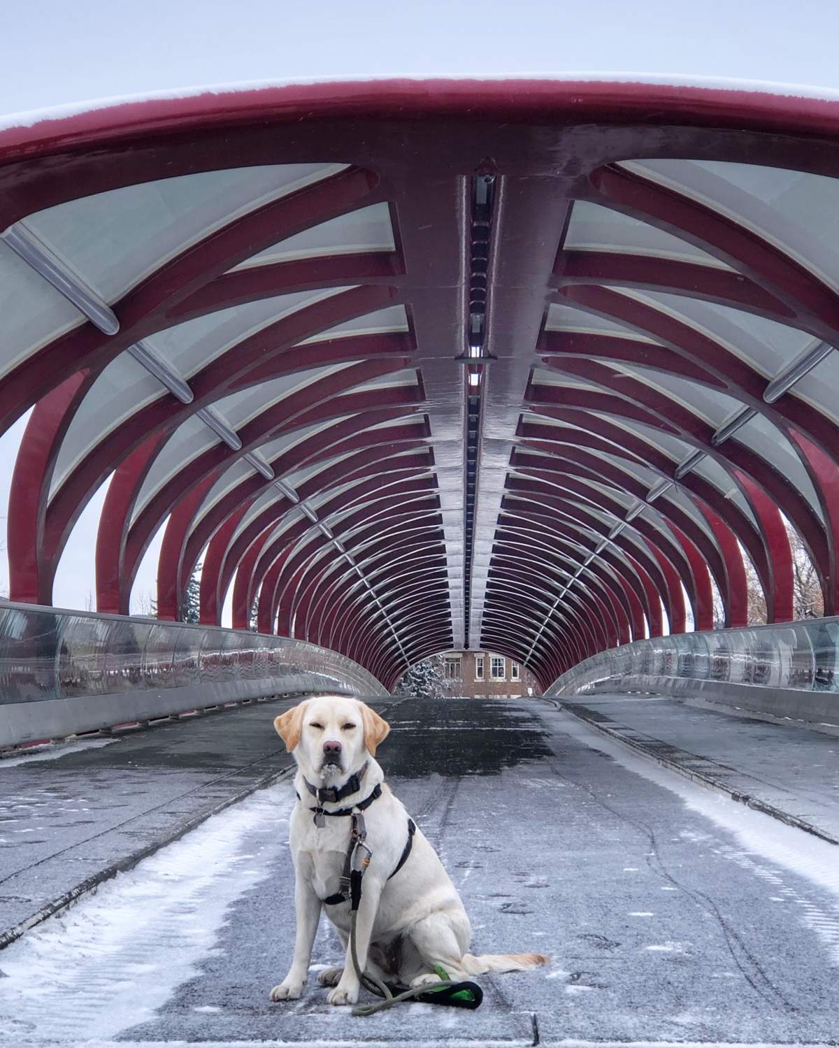 Sunny the yellow lab at the Peace Bridge.