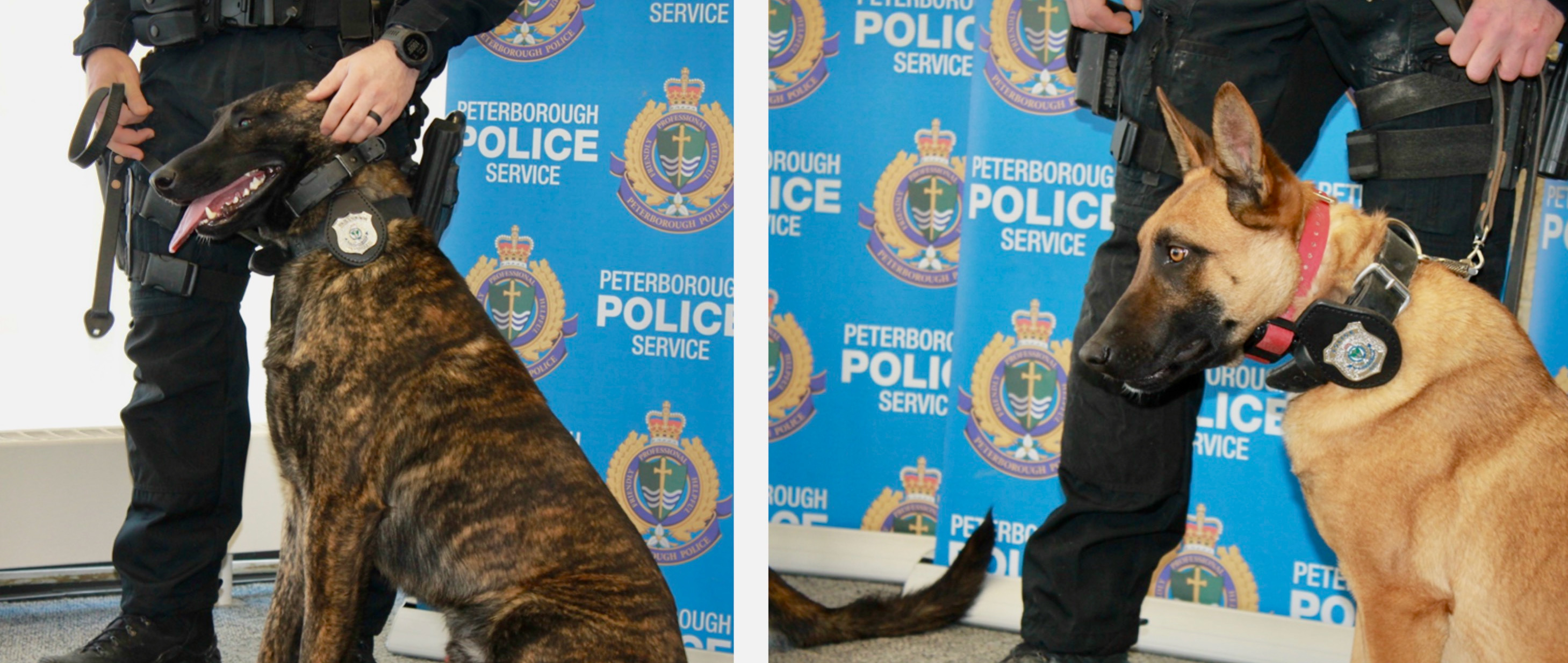 Newest Peterborough Police Service Dogs Receive Badges Peterborough   Peterborough Police Service Dogs 