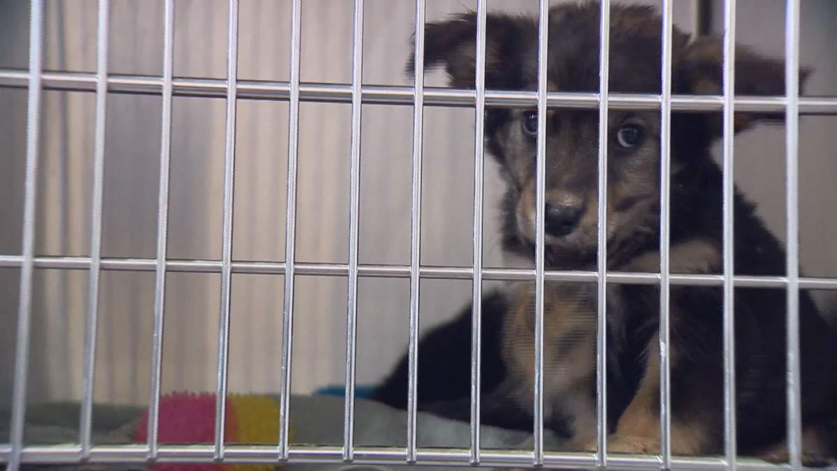 Alberta Animal Rescue Crew Society has more than 200 dogs in its care.