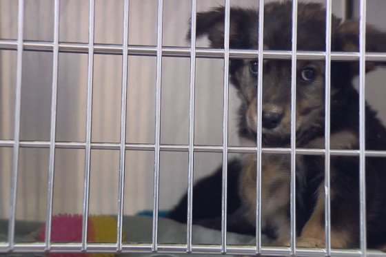 Alberta Animal Rescue Crew Society has more than 200 dogs in its care.