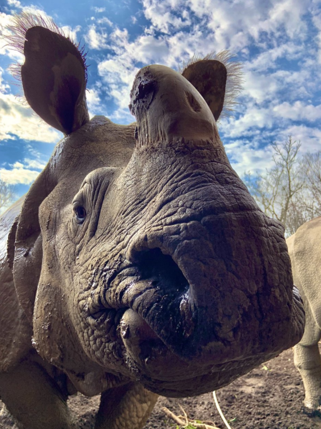 The zoo says in a news release that it made the "difficult" decision to euthanize Ashakiran, also known as “Asha," after two months of intensive care.