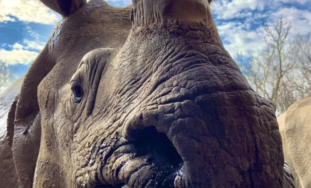 Toronto Zoo announces death of 17 year old female greater one horned rhinoceros – Toronto