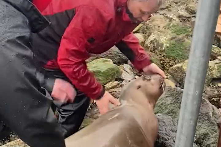 B.C. team works to save sea lion found on Vancouver beach with gunshot wound