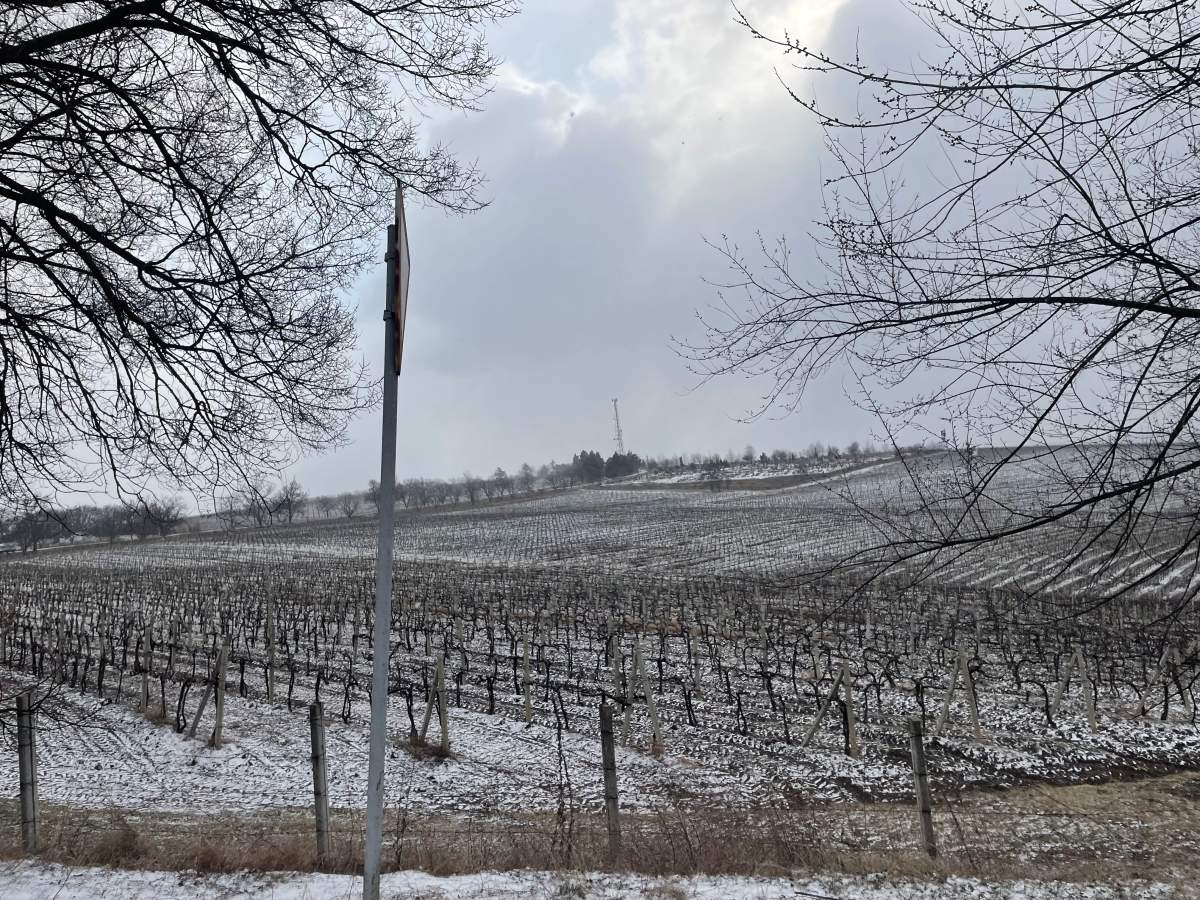 Vines in winter
