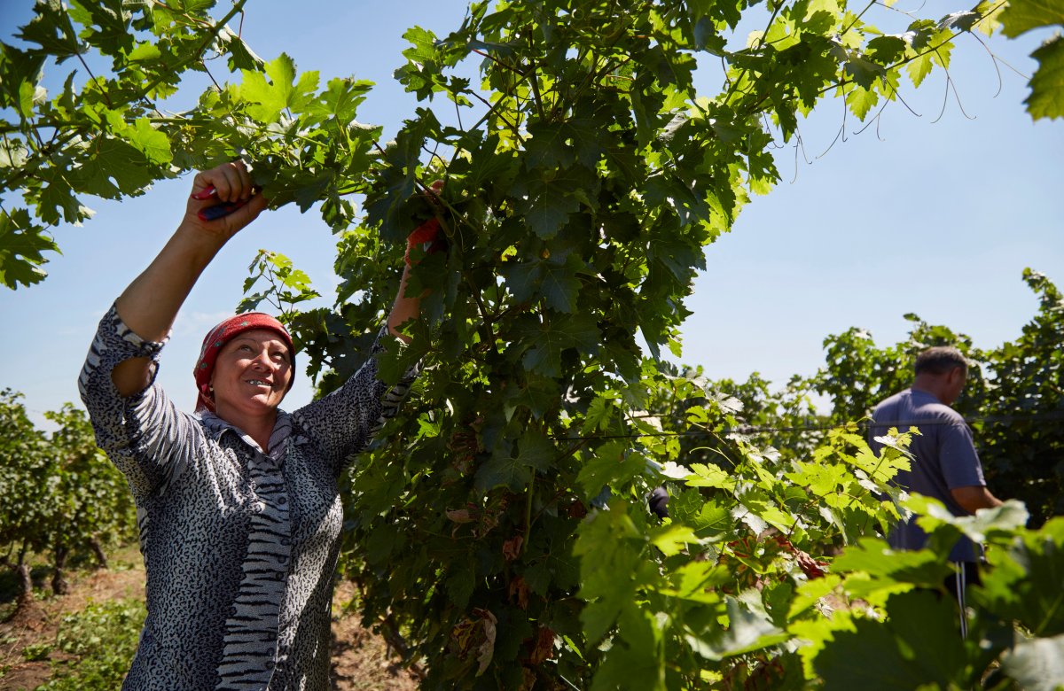 CROCMAZ, MOLDOVA - AUGUST 10:  A woman works on Et Cetera vineyard on August 10, 2016 in Crocmaz, Moldova. (Photo by Pierre Crom/Getty Images).