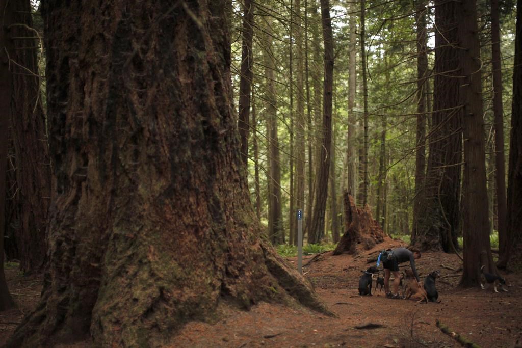 A dog walker is seen next to a Grand Fir tree (left) at Francis/King Regional Park in Saanich, B.C. on May 26, 2016. British Columbia's forests minister says the province has worked with First Nations to defer almost 1.7 million additional hectares of at-risk old-growth forests.