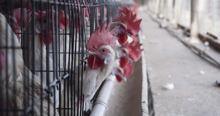 Why bird flu is always a ‘red flag’: Canadian health care experts break it down