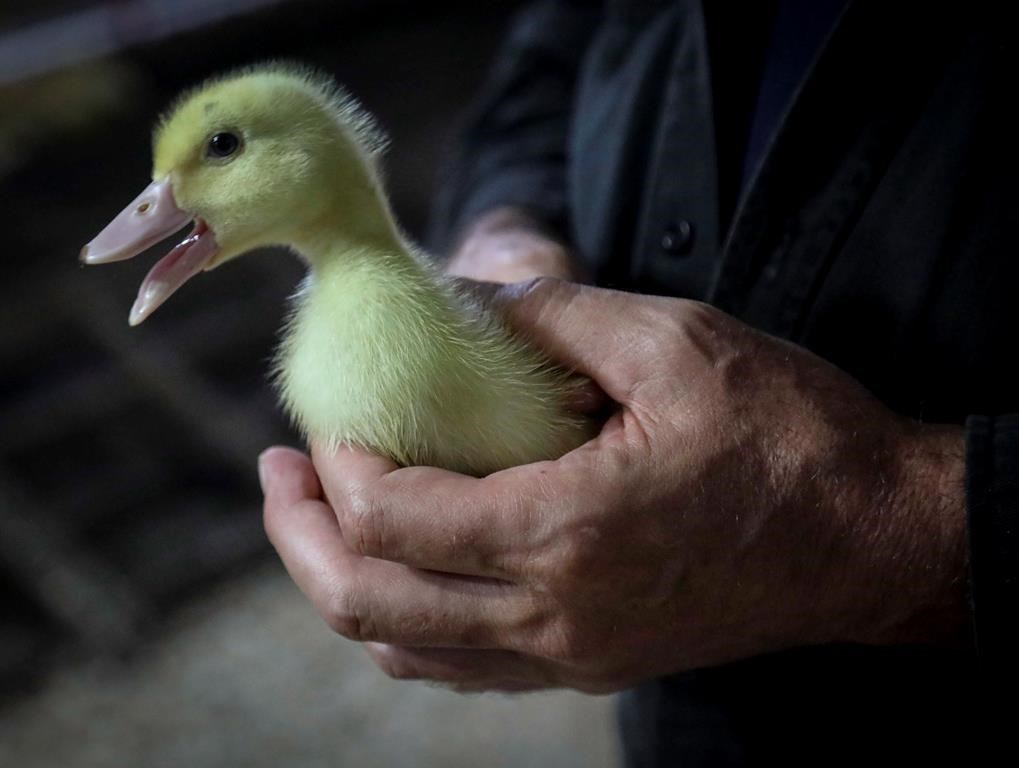An operations manager for a duck farm, holds a Moulard duckling in Ferndale, N.Y., July 18, 2019. 