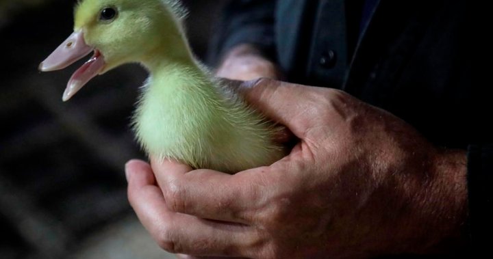 Quebec duck farm says it has to kill 150,000 birds, lay off 300 staff due to avian flu  | Globalnews.ca