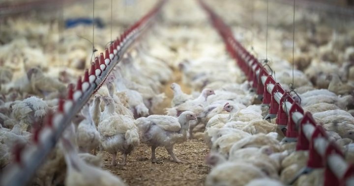 Avian flu detected at seven Fraser Valley commercial poultry farms
