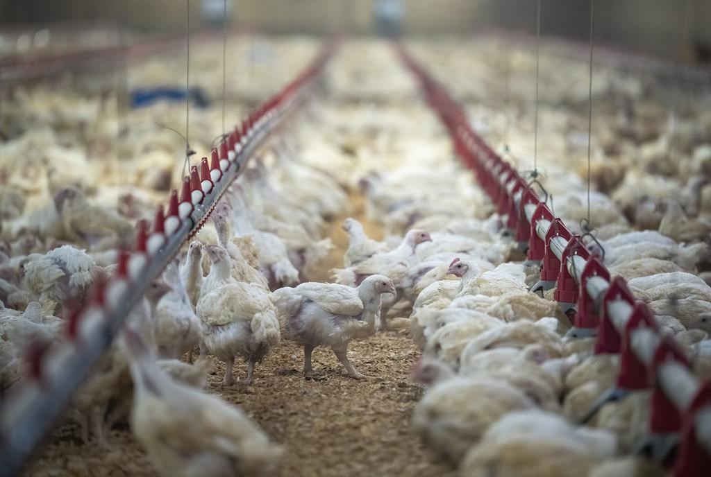 The Canadian Food Inspection Agency is reporting what Manitoba Agriculture calls the province's first case of H5N1 avian influenza in a commercial poultry flock.