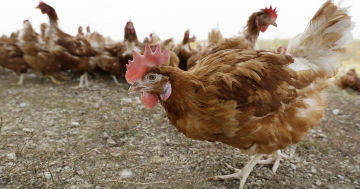 Confirmed case of bird flu reported in the Okanagan