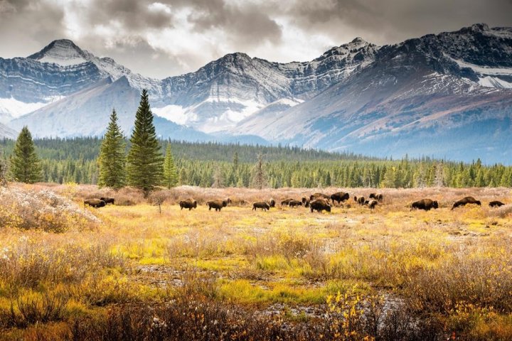 How an Alberta First Nation is working to help ‘culturally significant’ Banff bison herd to suceed