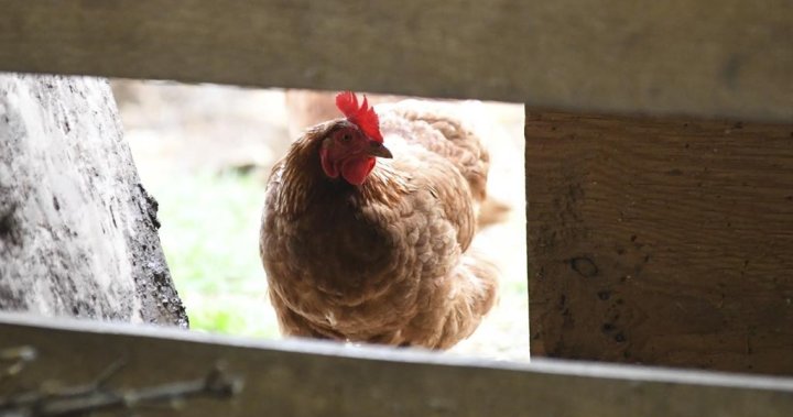 Gripe aviar en Canadá: todo lo que necesita saber – Nacional