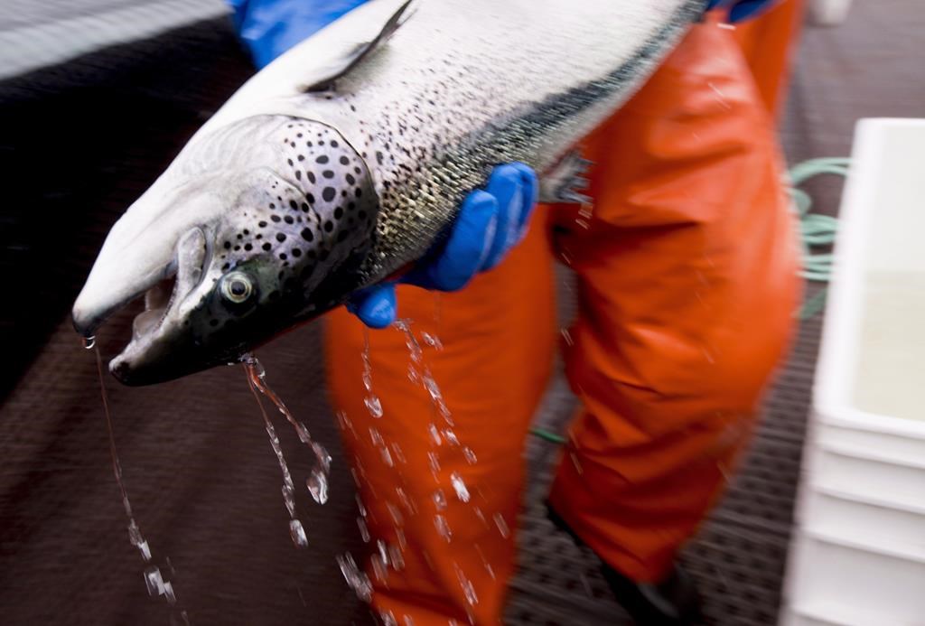 An Atlantic salmon is seen during a Department of Fisheries and Oceans fish health audit near Campbell River, B.C. Wednesday, Oct. 31, 2018. A Federal Court judge has set aside an order from the Minister of Fisheries that would have ended fish farming in British Columbia's Discovery Islands. THE CANADIAN PRESS /Jonathan Hayward.