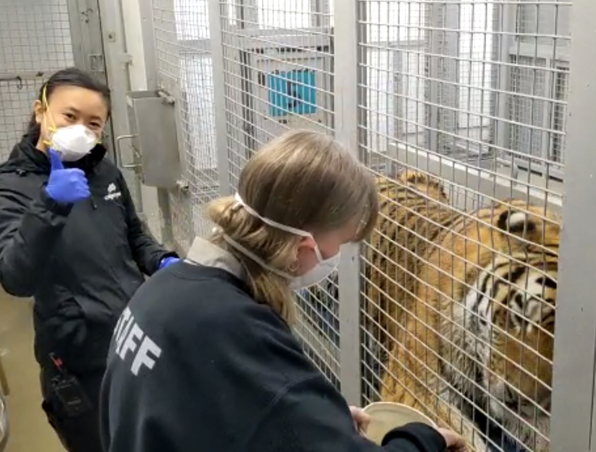 A tiger at the Wilder Institute/Calgary Zoo gets vaccinated against COVID-19 April 7, 2022. 