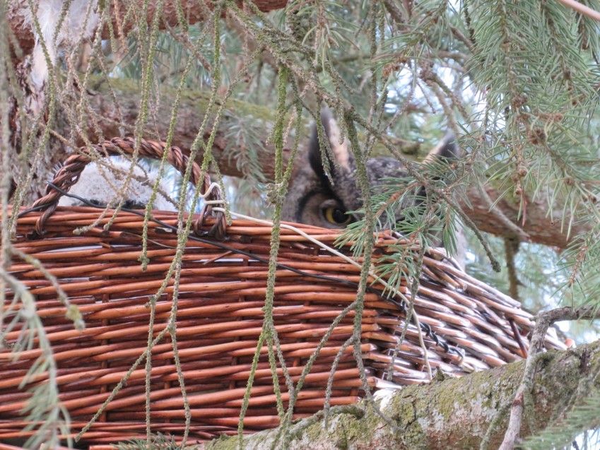 Named Olivia, the mother owl peers down from the wicker basket that its now using as a nest.