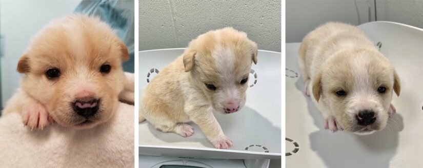 A collage showing three of the surrendered puppies.