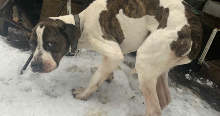 Emaciated dog on road to recovery after being rescued, says BC SPCA