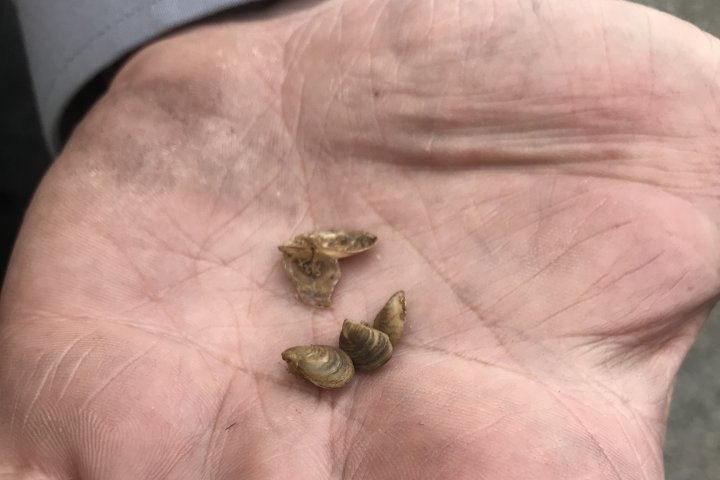 Okanagan water board asks for more federal funding to fight invasive mussels
