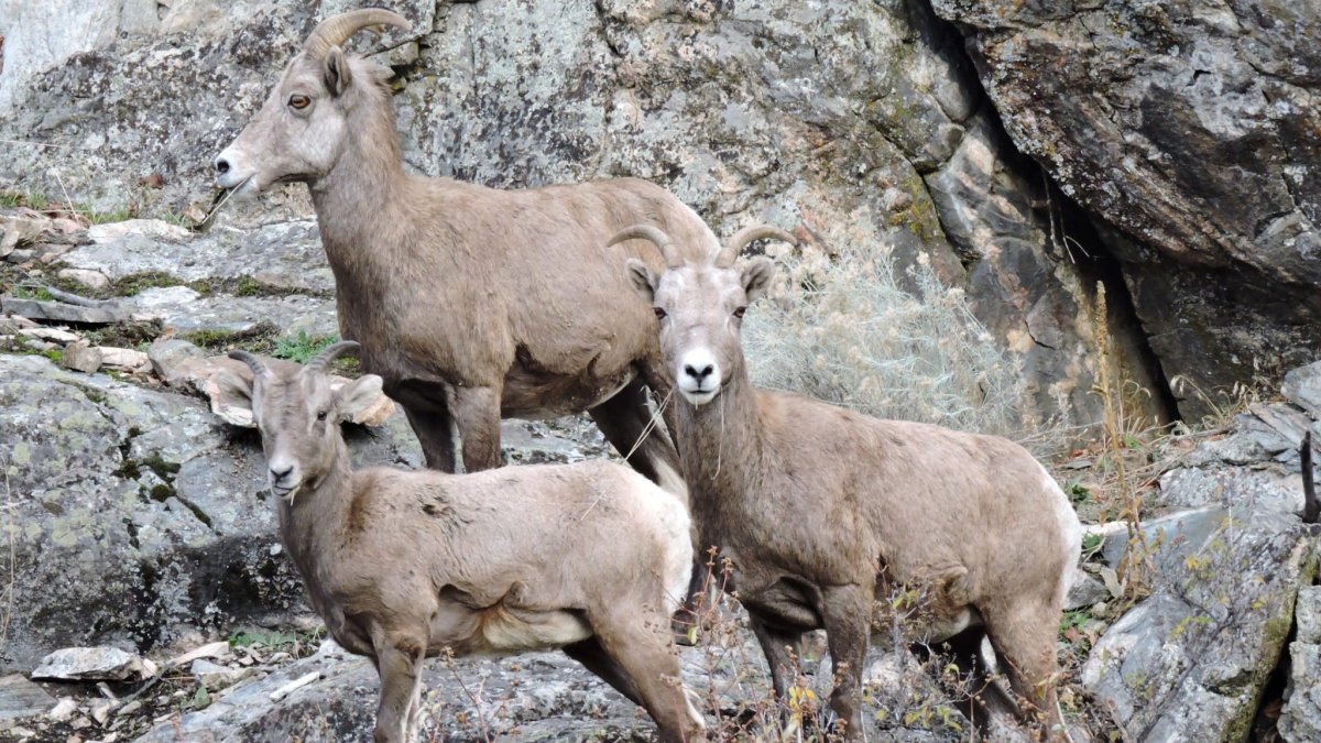 The land is home to bighorn sheep. It features grasslands, open forests and rocky terrain.