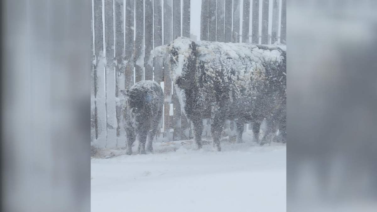 Nykoliation says the grown cattle can handle the storm, but the calves are more vulnerable to a heavy wet snow.