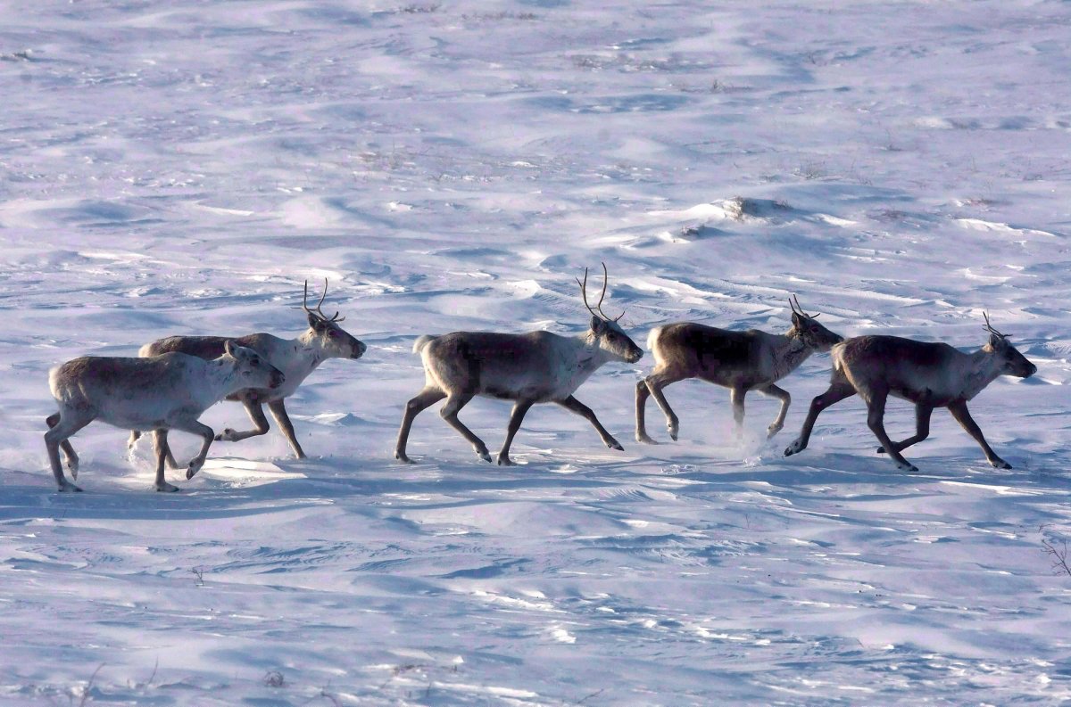 Wild caribou roam the tundra in Nunavut on March 25, 2009. New research is arguing Indigenous hunting didn't cause the collapse of once-mighty caribou herds in Canada's North. THE CANADIAN PRESS/Nathan Denette.
