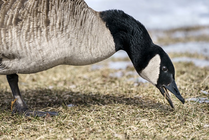 Canada goose clearance quebec city london