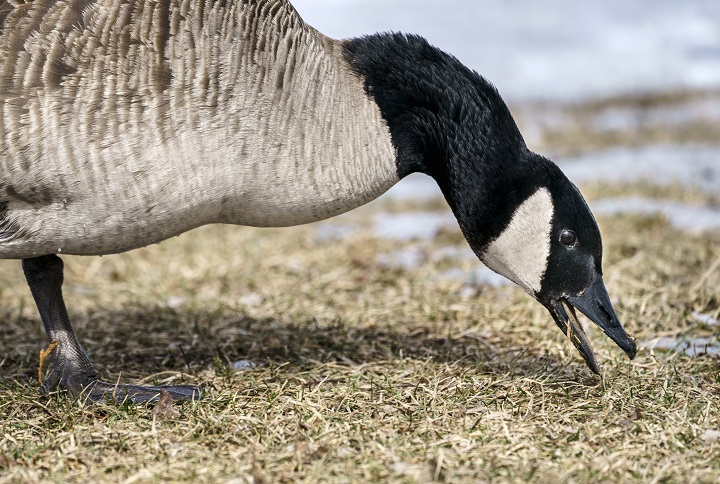 A Canada Goose finds a patch of grass to feed with spring not far away in Montreal on Tuesday, March 16, 2021. 