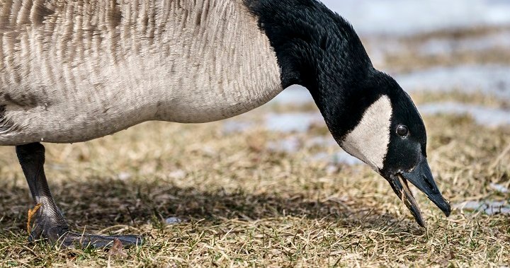 Las autoridades de vida silvestre de Quebec dicen que los primeros casos de gripe aviar se han identificado entre las aves silvestres – Montreal