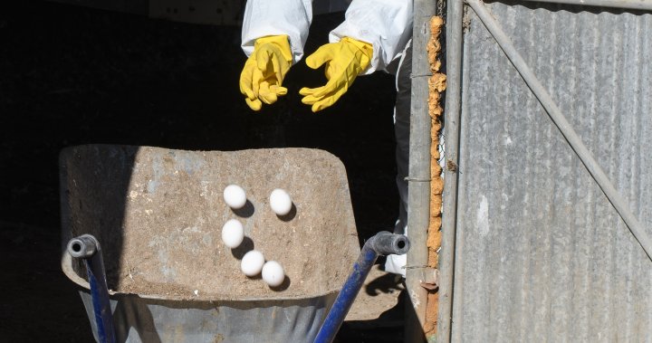 Avian flu cases identified among flock at handful of Quebec sites