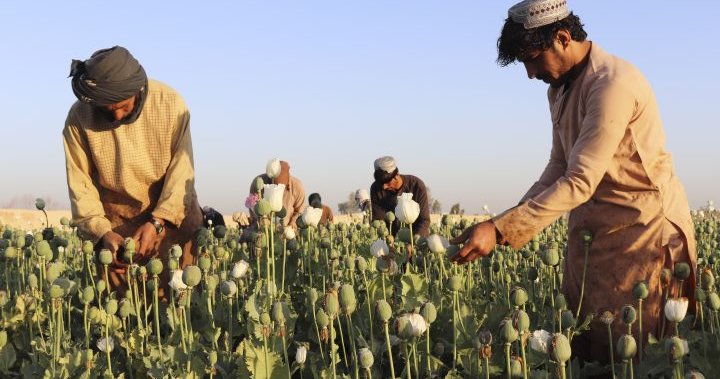 Taliban bans poppy production in Afghanistan as it clamps down on narcotics