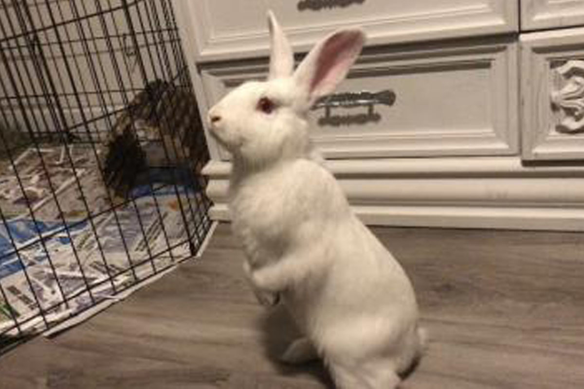 Kitchener Waterloo & Stratford Perth Humane Society