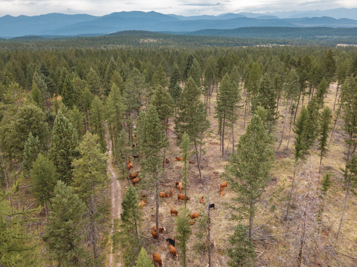 Cattle graze, as shown in this 2020 photo, near Cranbrook, as part of a program led by the B.C. Cattlemen’s Association to reduce the wildfire risk near communities. 