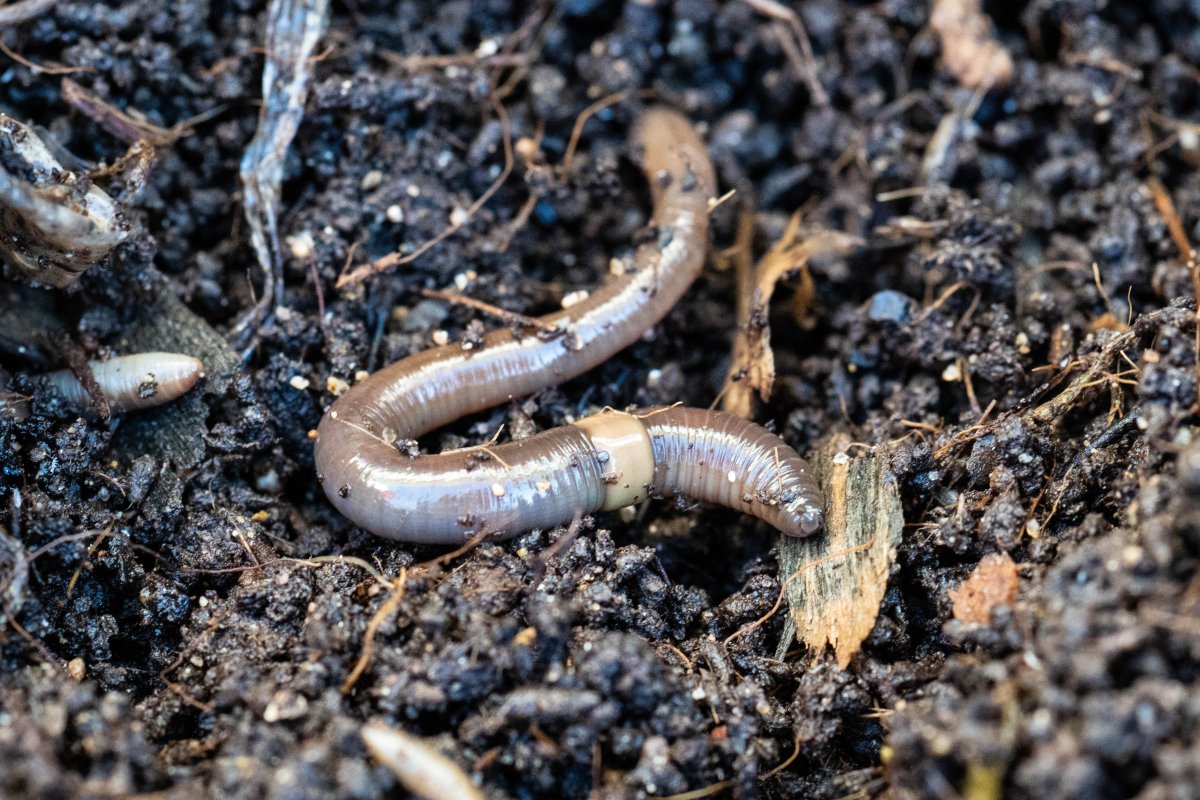 The Nova Scotia Invasive Species Council says the Asian jumping worm has been discovered in the province for the first time. 