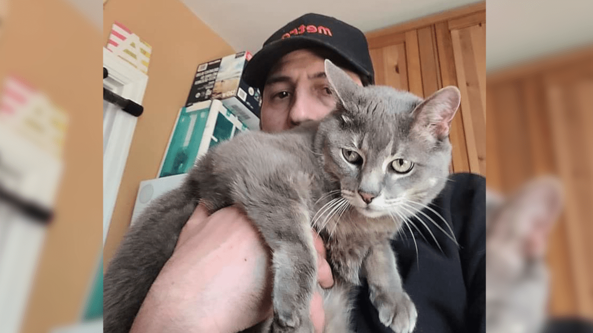 Dwight the cat and co-owner Carlo Belforte. Dwight was returned his Rosedale home following an alleged incident in which the feline was taken by a pizza delivery driver and released almost 10 kilometres away from his home.
