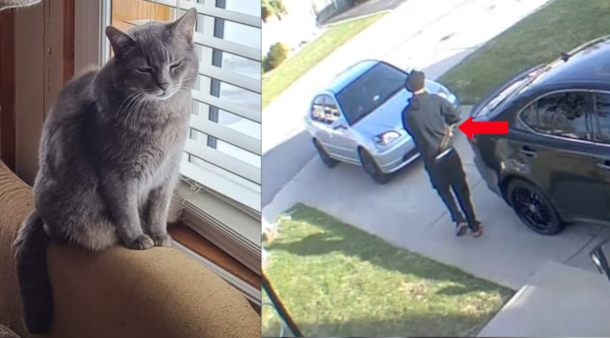 A Hamilton family say they are distraught over the disappearance of their cat Dwight. After looking over security camera footage from their east Hamilton home, they say the cat was taken by a pizza delivery driver on April 5, 2022.