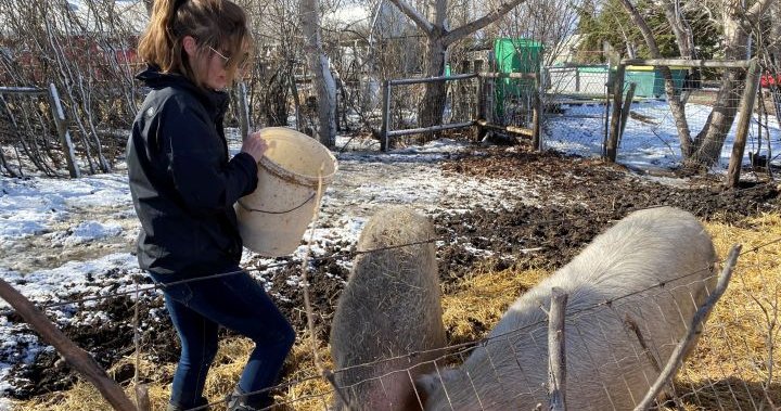 Green farming effort turns brewery leftovers into livestock feed