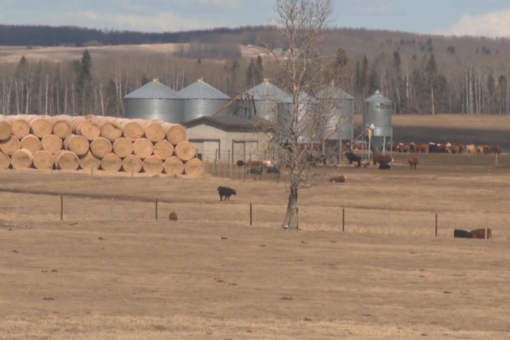 Residents raise stink over proposed industrial feedlot near popular Alberta lake