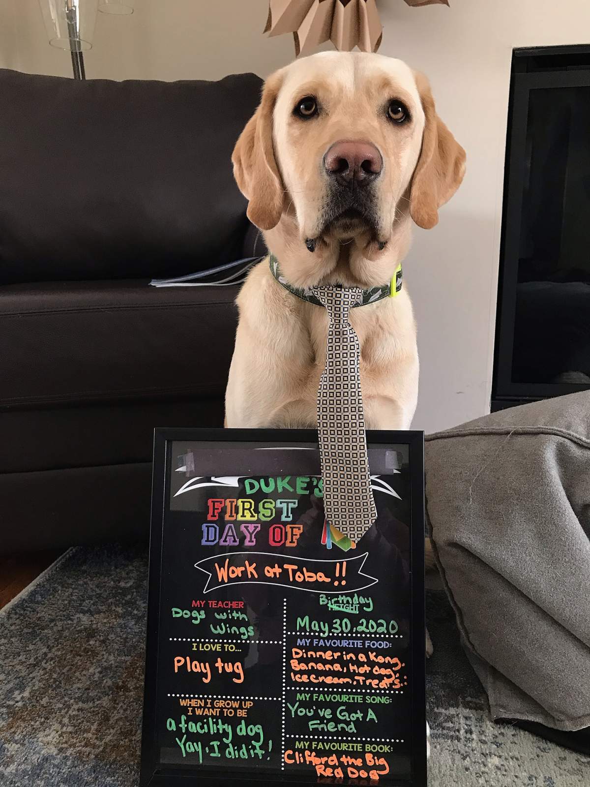 “After spending Spring Break getting settled into his new home (and a little bit spoiled), Duke is excited about his first day of work!” – Toba Centre for Children & Youth Twitter.